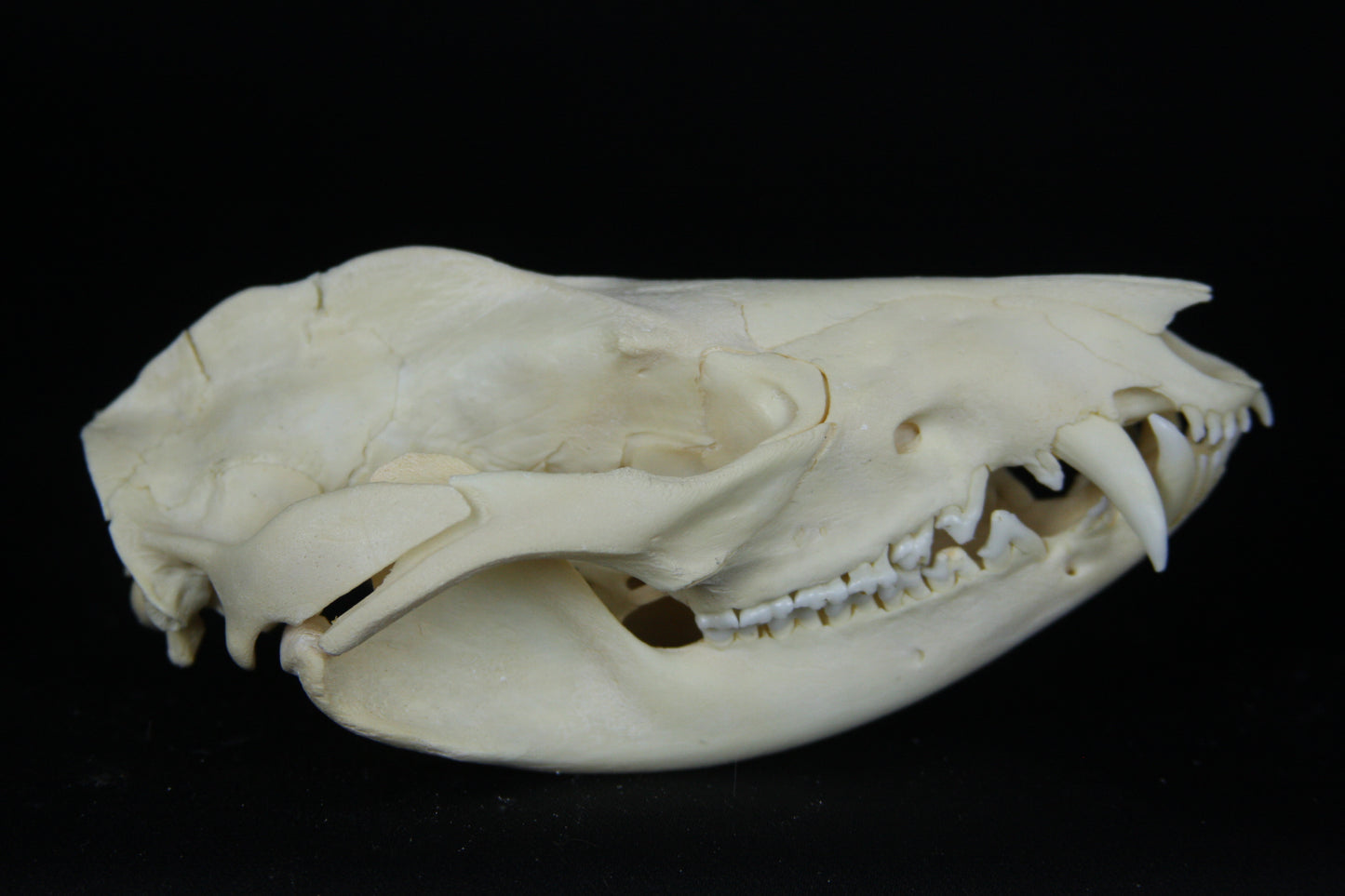 Opossum Skull