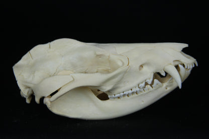 Opossum Skull
