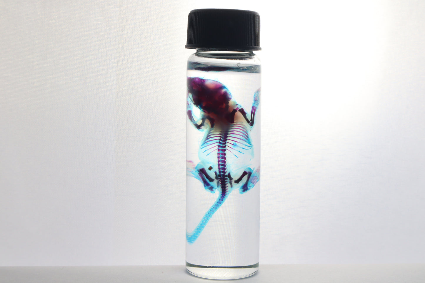 Diaphonized Baby Mouse