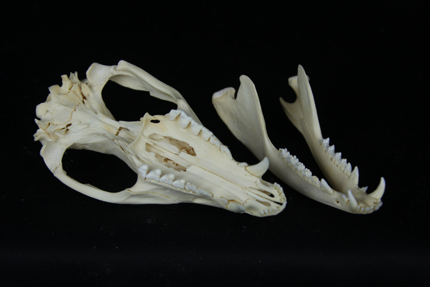Opossum Skull