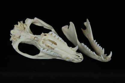 Opossum Skull