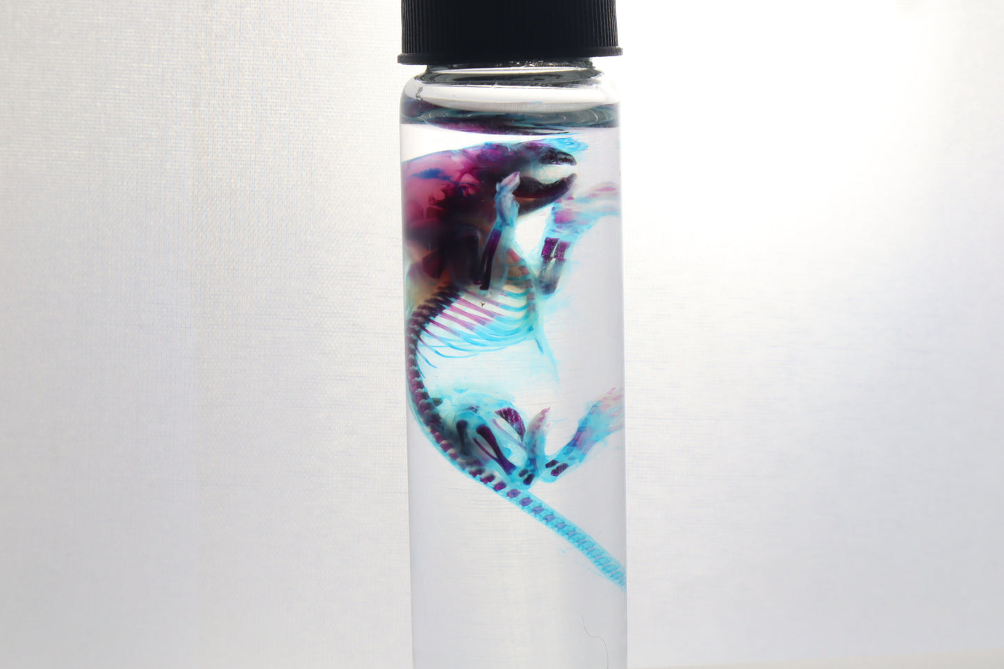 Diaphonized Baby Mouse