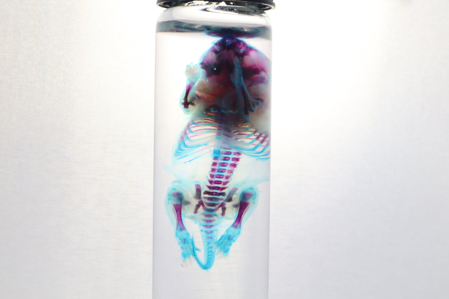Diaphonized Baby Mouse