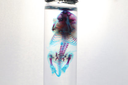 Diaphonized Baby Mouse
