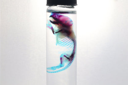 Diaphonized Baby Mouse