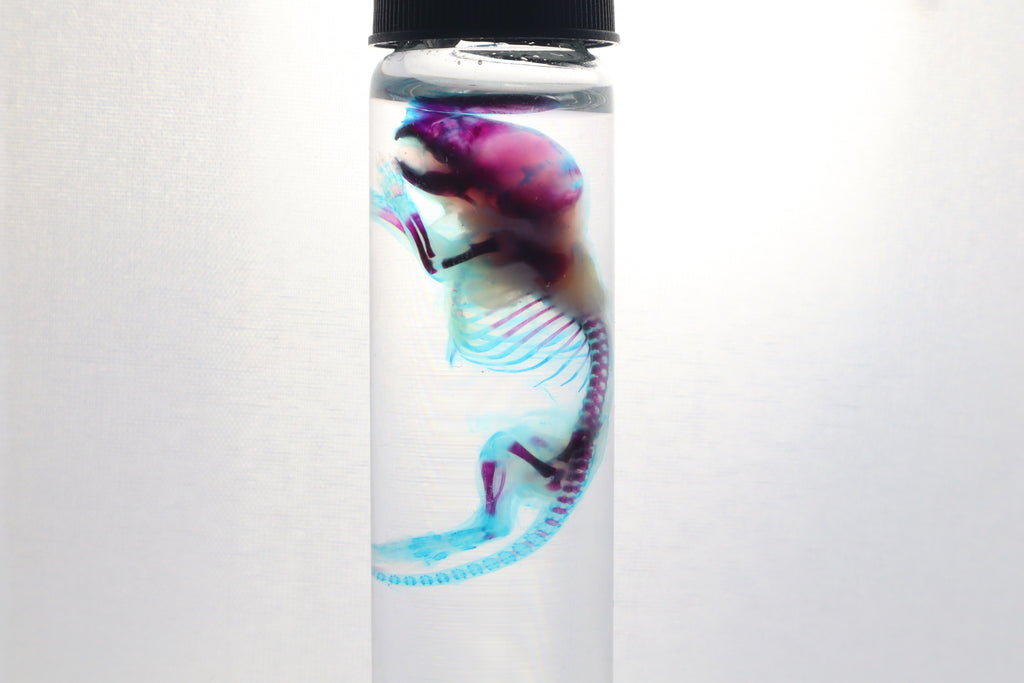 Diaphonized Baby Mouse