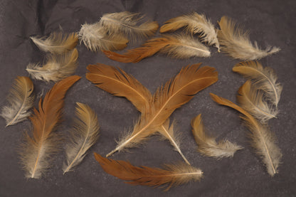 Orpington Rooster Feathers (15)