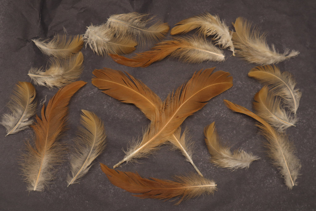Orpington Rooster Feathers (15)