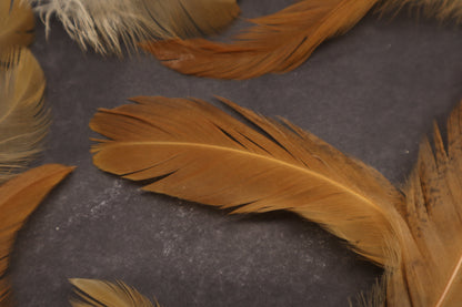 Orpington Rooster Feathers (15)