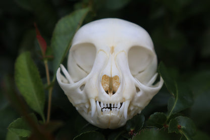Kitten Skull