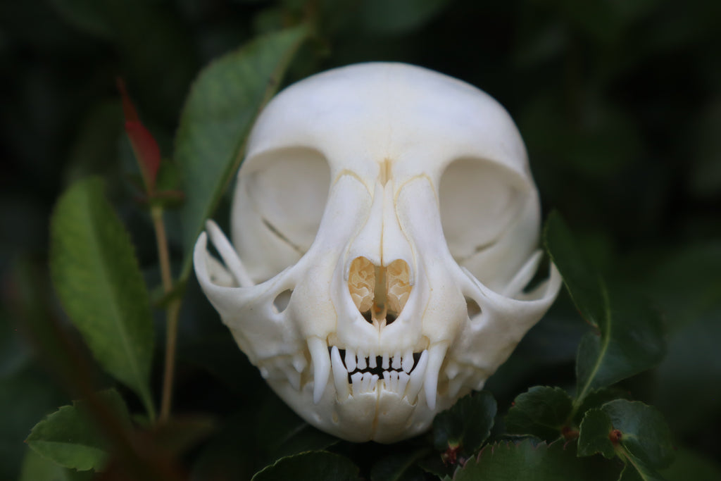 Kitten Skull