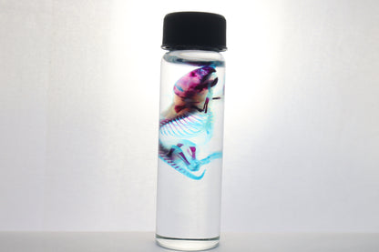 Diaphonized Baby Mouse