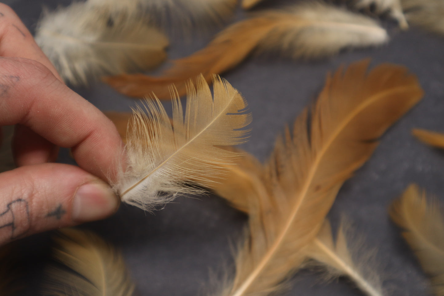 Orpington Rooster Feathers (15)