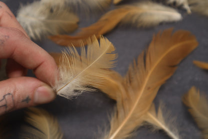Orpington Rooster Feathers (15)