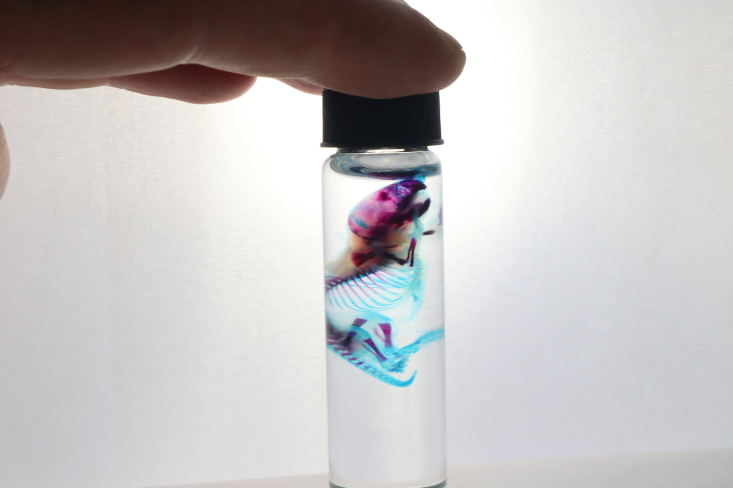 Diaphonized Baby Mouse
