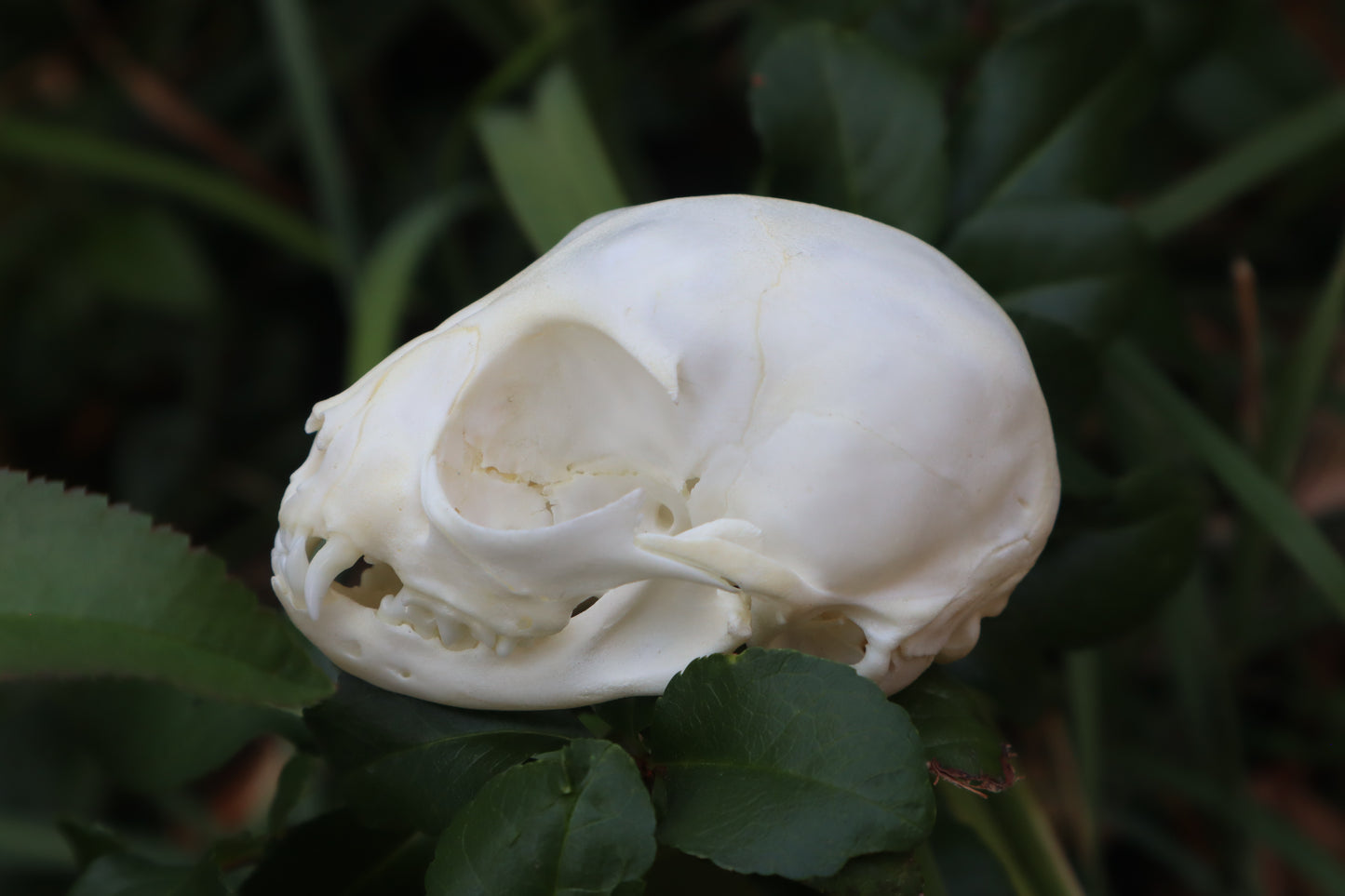 Kitten Skull