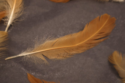 Orpington Rooster Feathers (15)