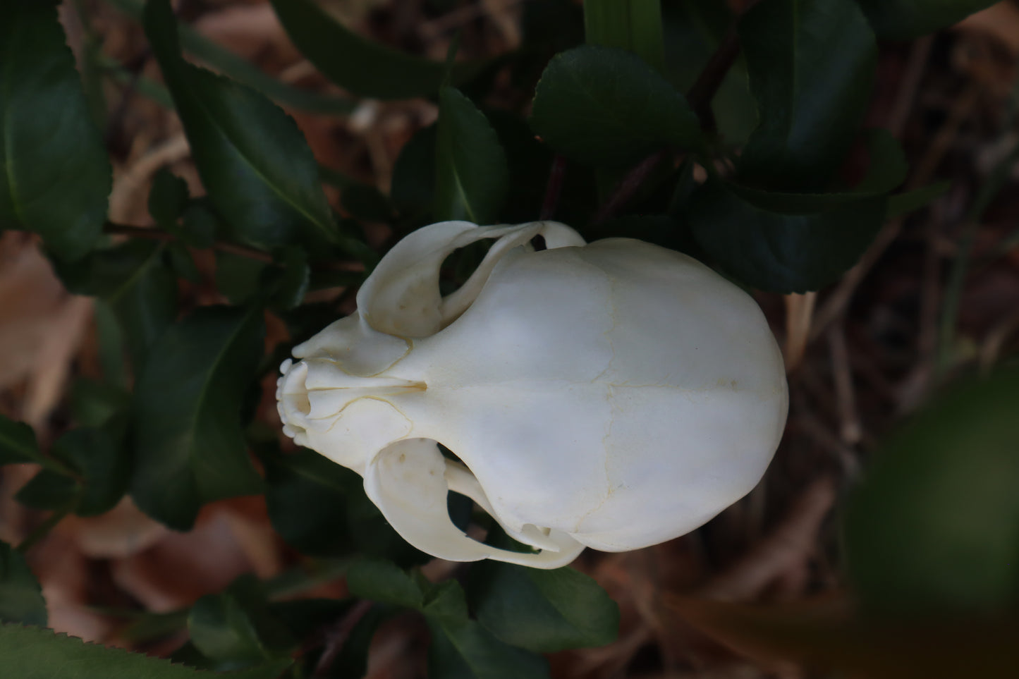 Kitten Skull