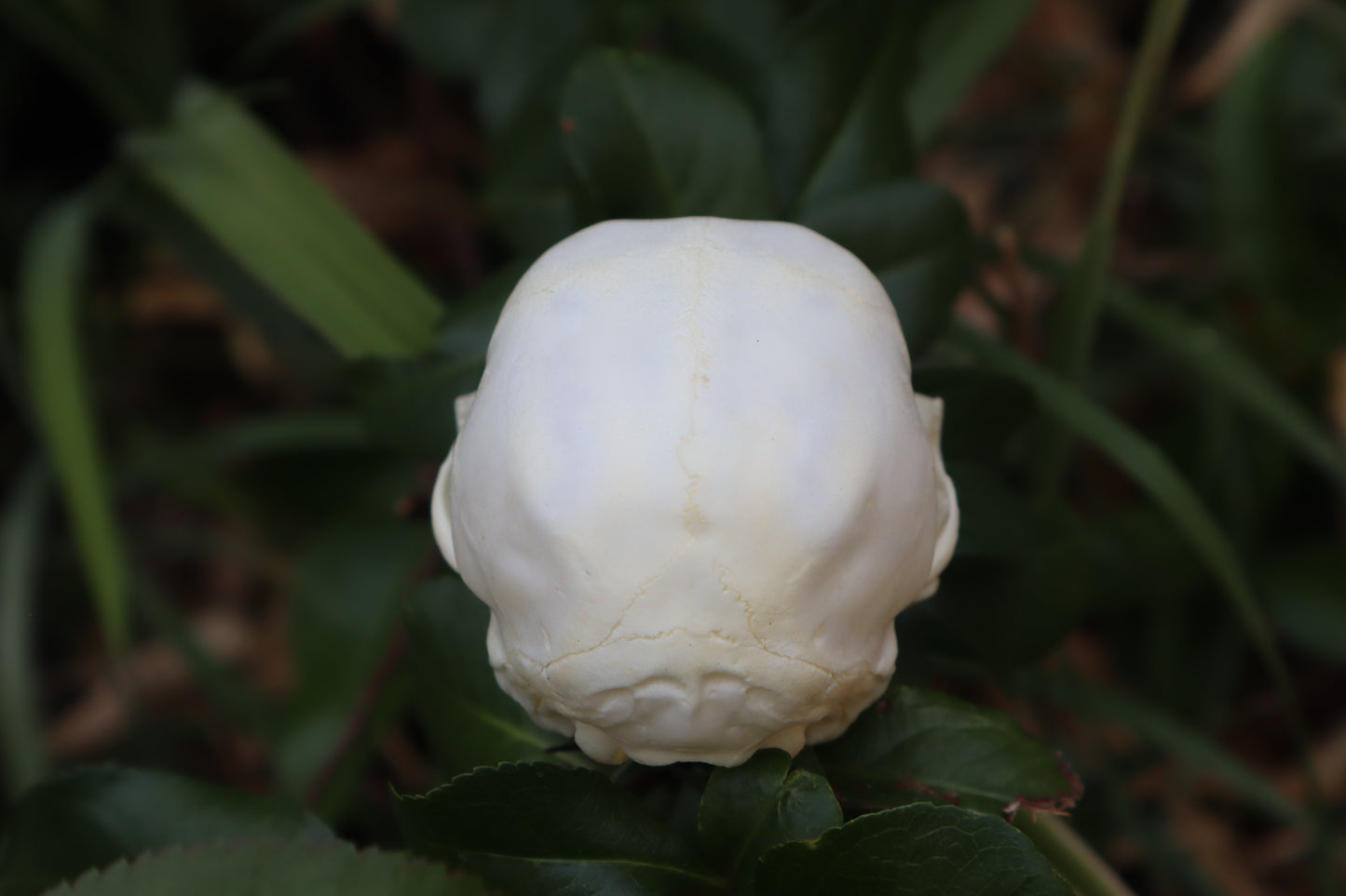 Kitten Skull