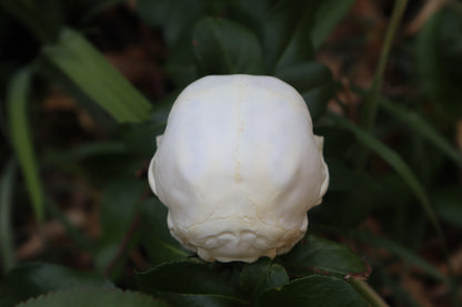 Kitten Skull