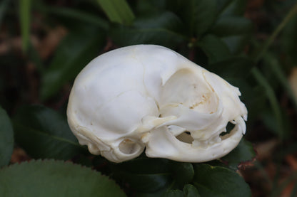 Kitten Skull