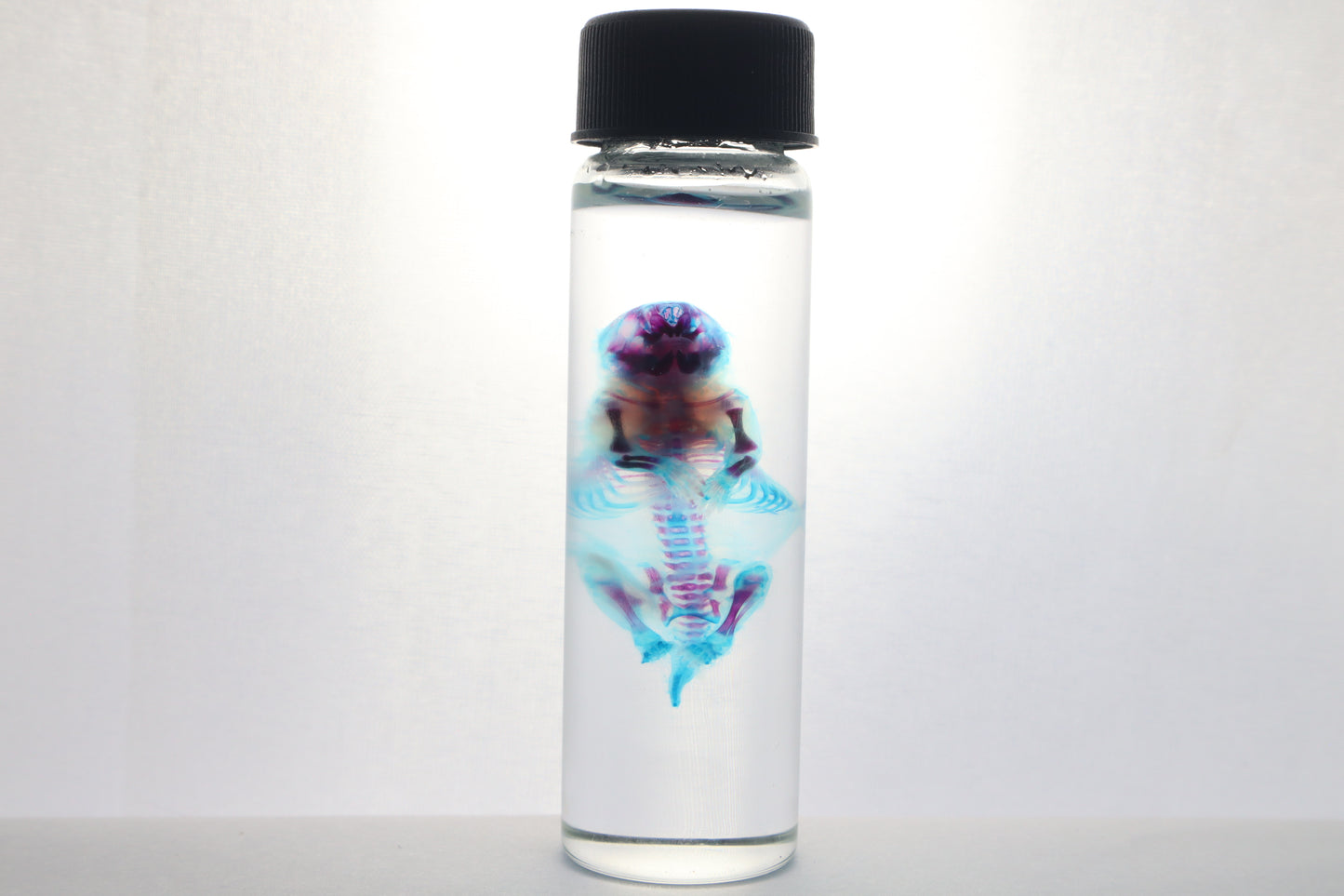 Diaphonized Baby Mouse