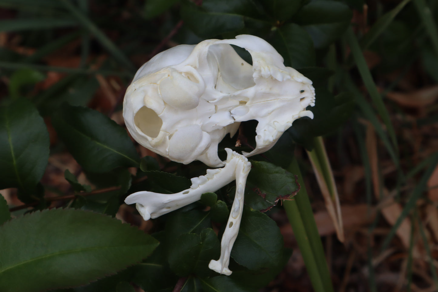 Kitten Skull