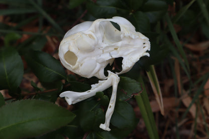 Kitten Skull