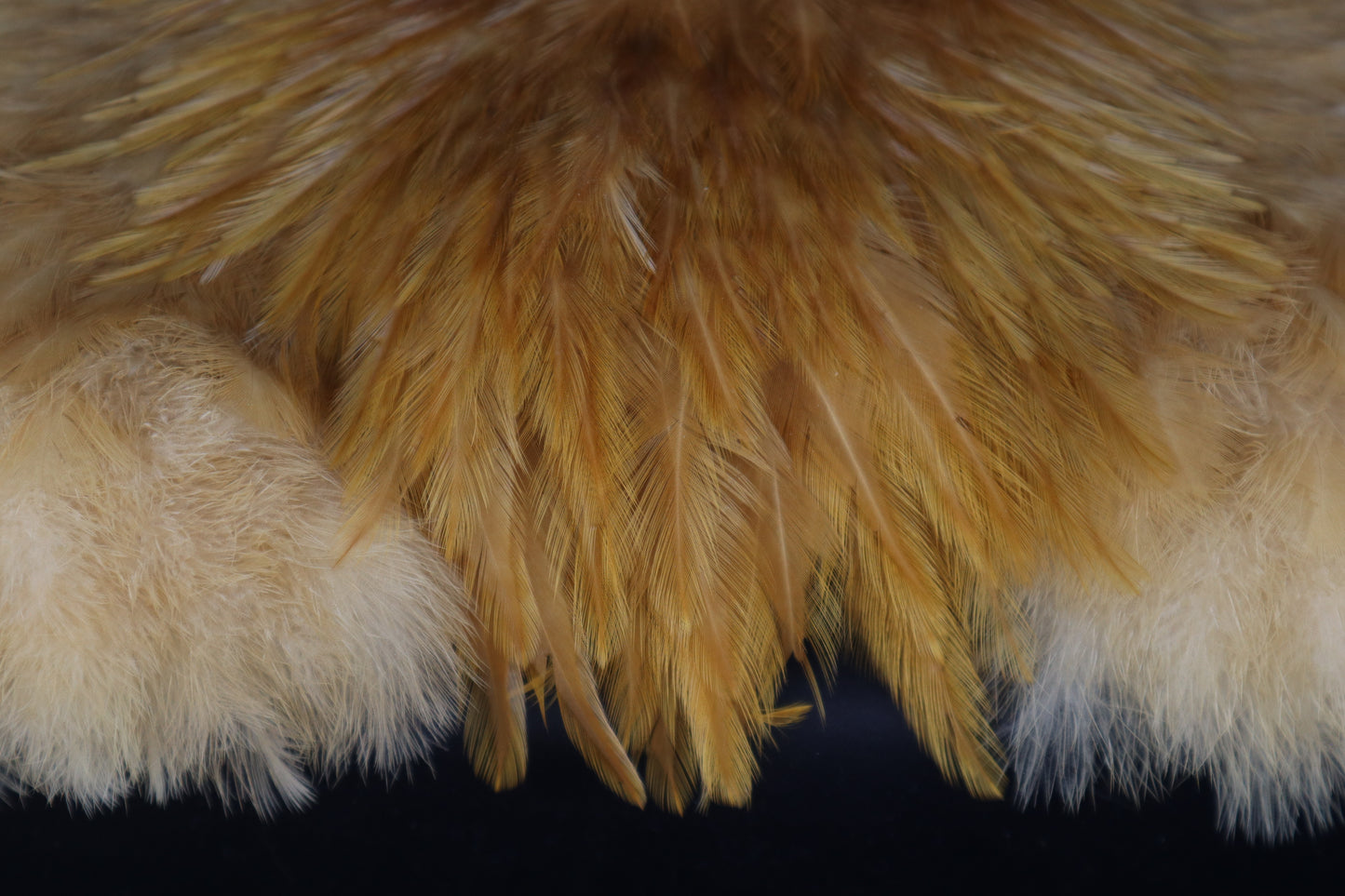 Orpington Rooster Feathers (15)