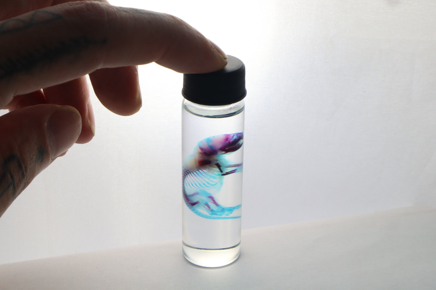 Diaphonized Baby Mouse