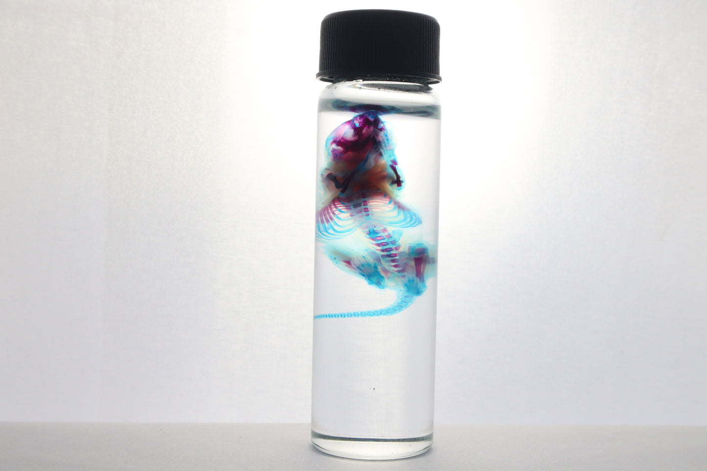 Diaphonized Baby Mouse