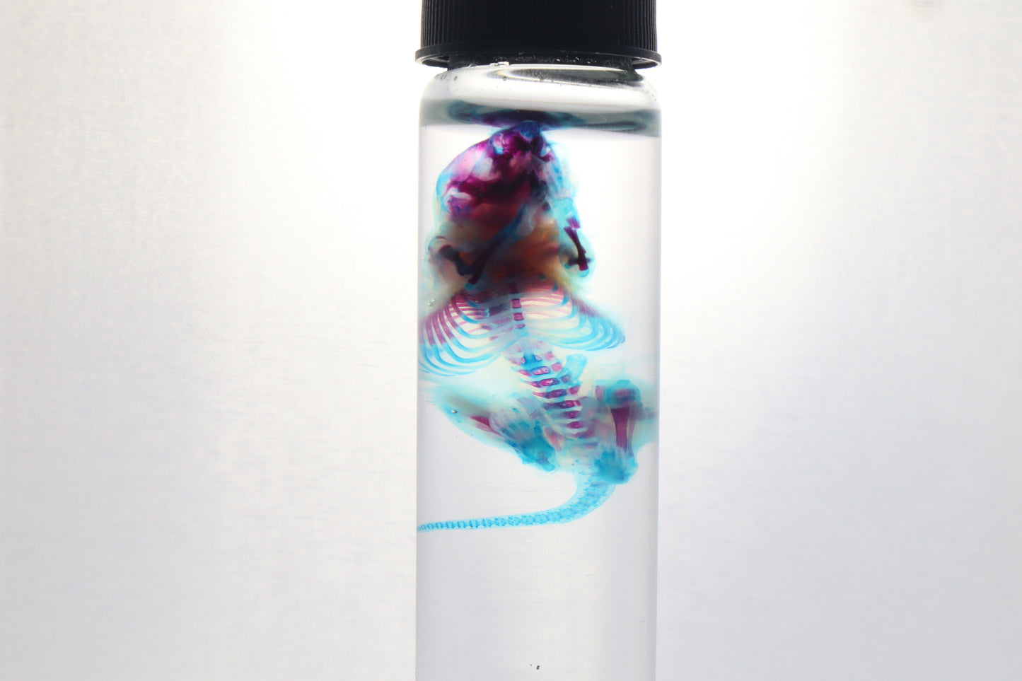 Diaphonized Baby Mouse