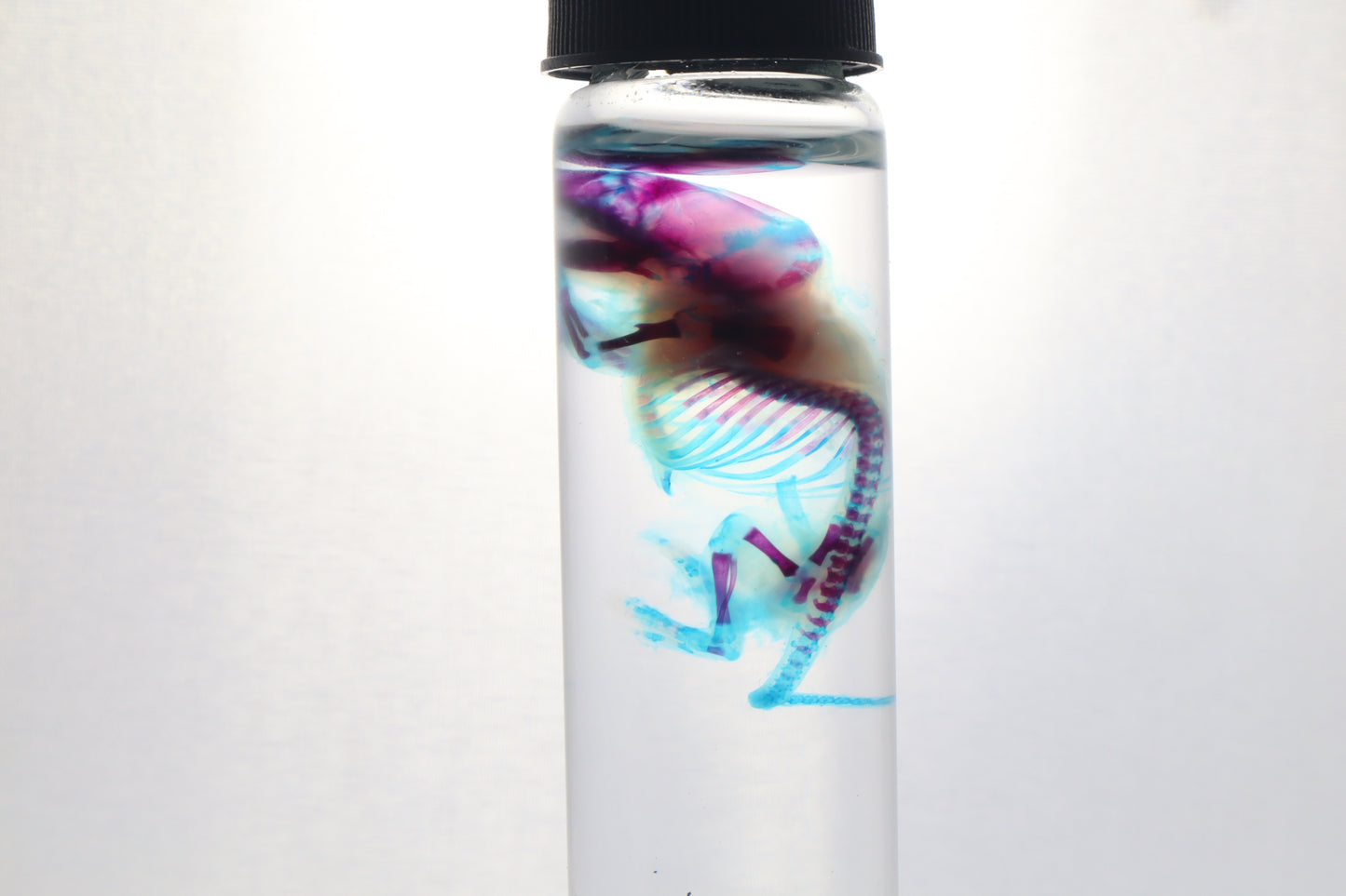 Diaphonized Baby Mouse