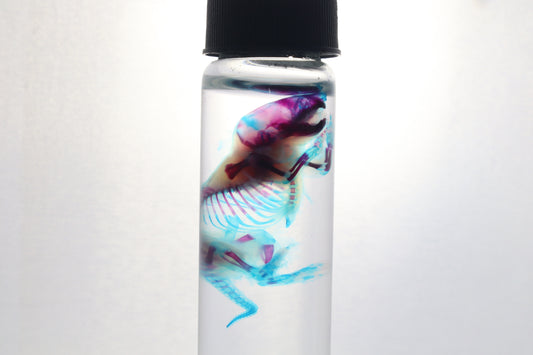 Diaphonized Baby Mouse
