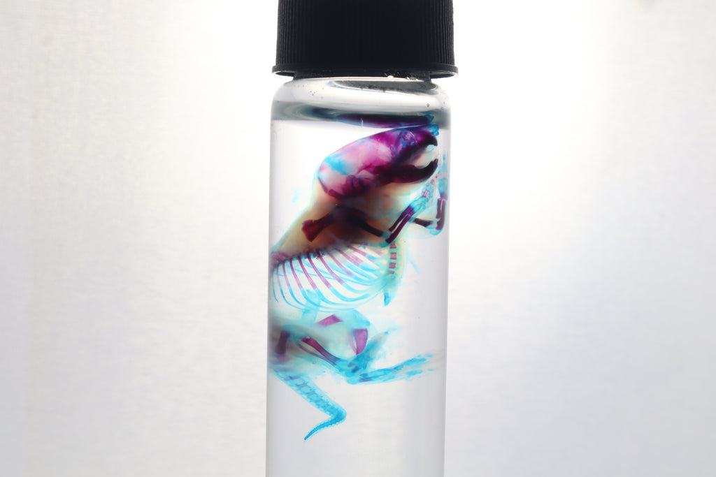 Diaphonized Baby Mouse