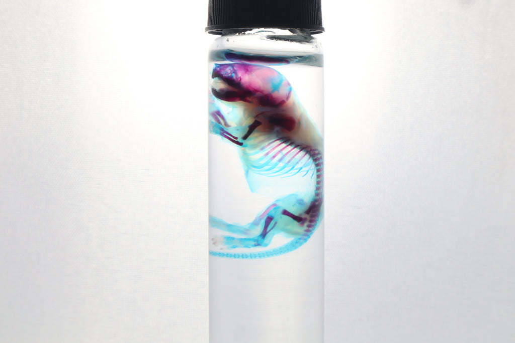 Diaphonized Baby Mouse