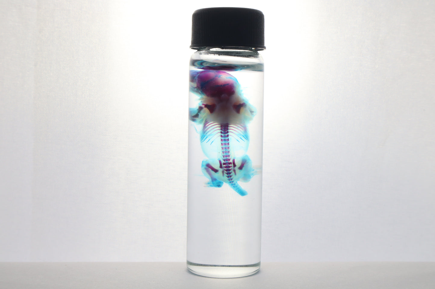Diaphonized Baby Mouse