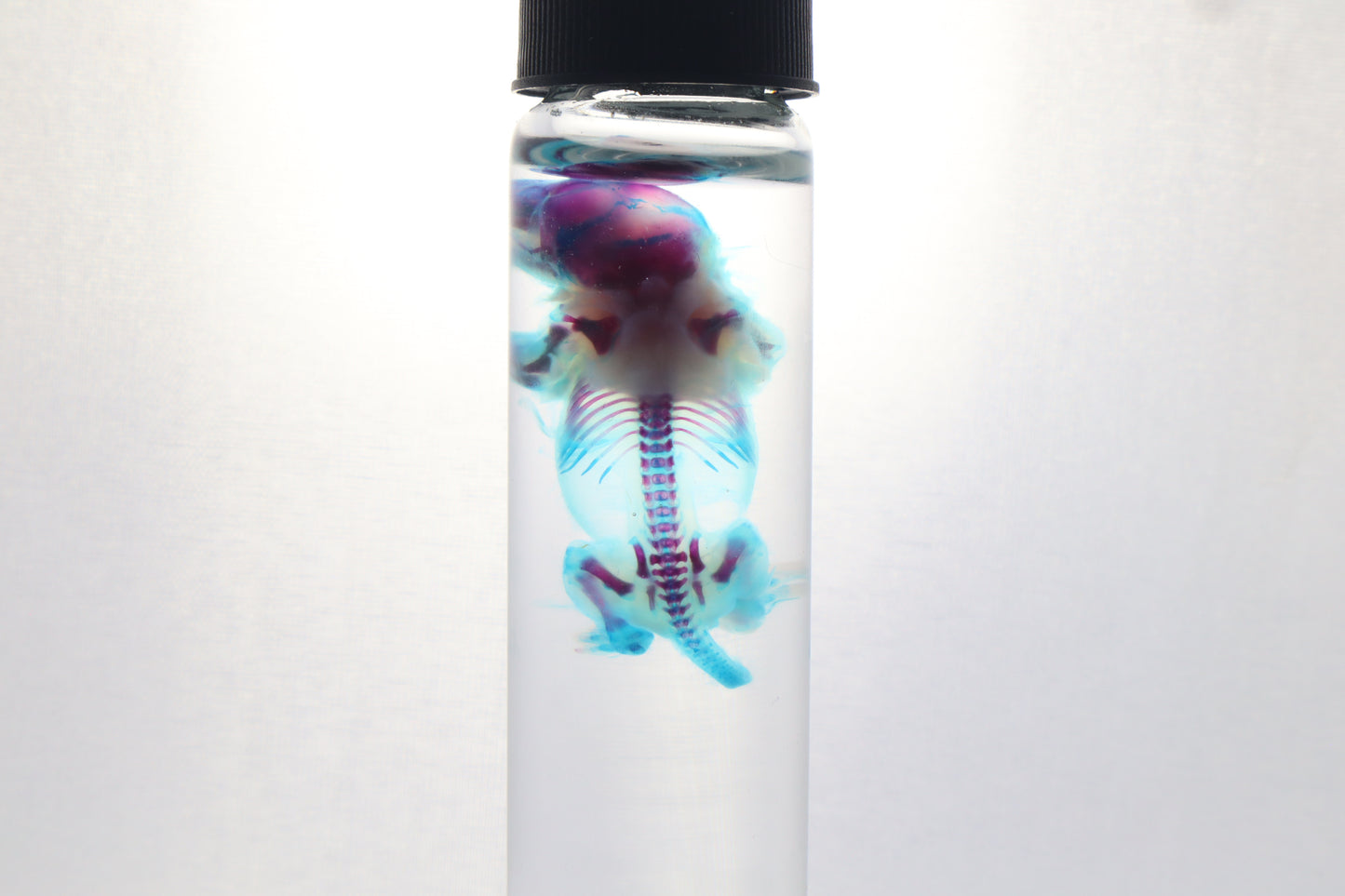 Diaphonized Baby Mouse