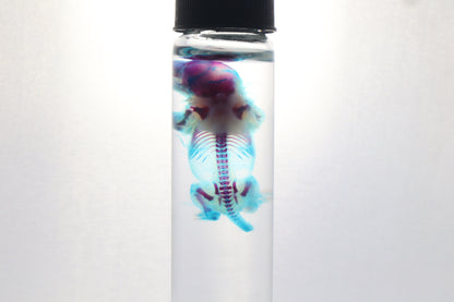 Diaphonized Baby Mouse