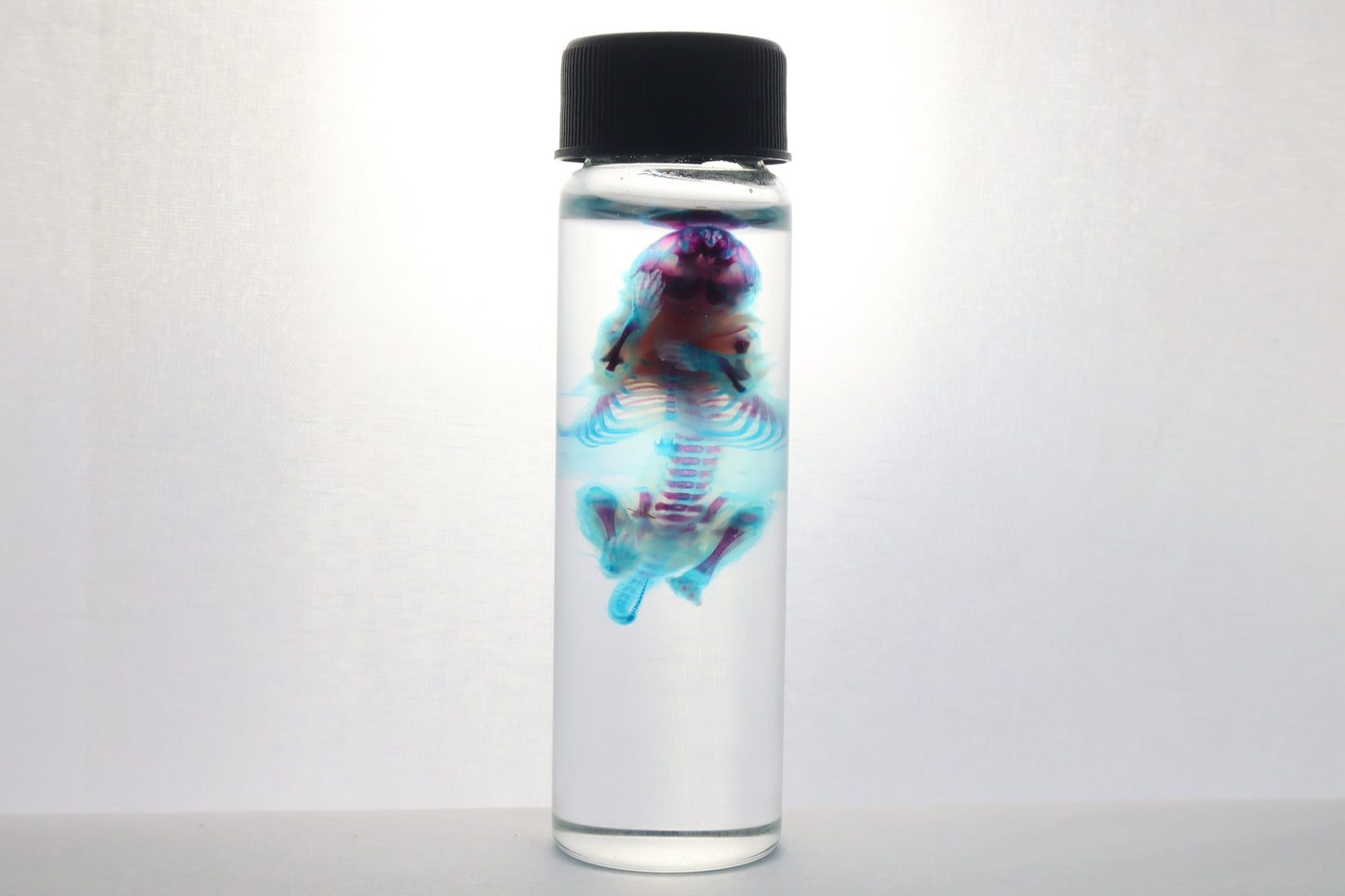 Diaphonized Baby Mouse