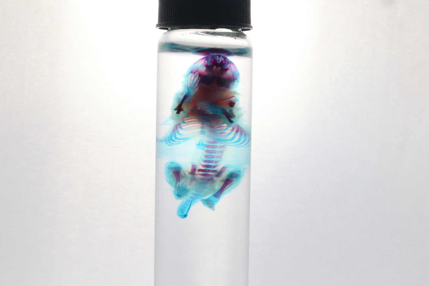 Diaphonized Baby Mouse