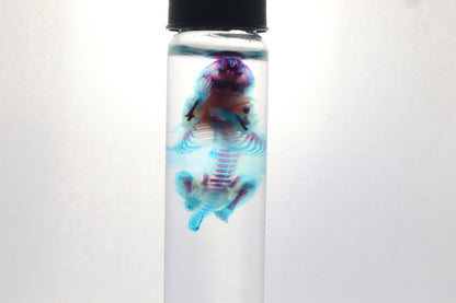 Diaphonized Baby Mouse