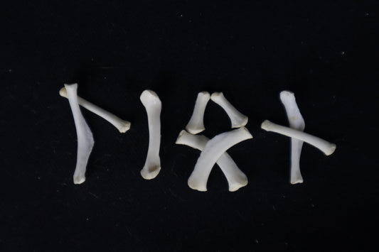 Mountain Lion Hyoids