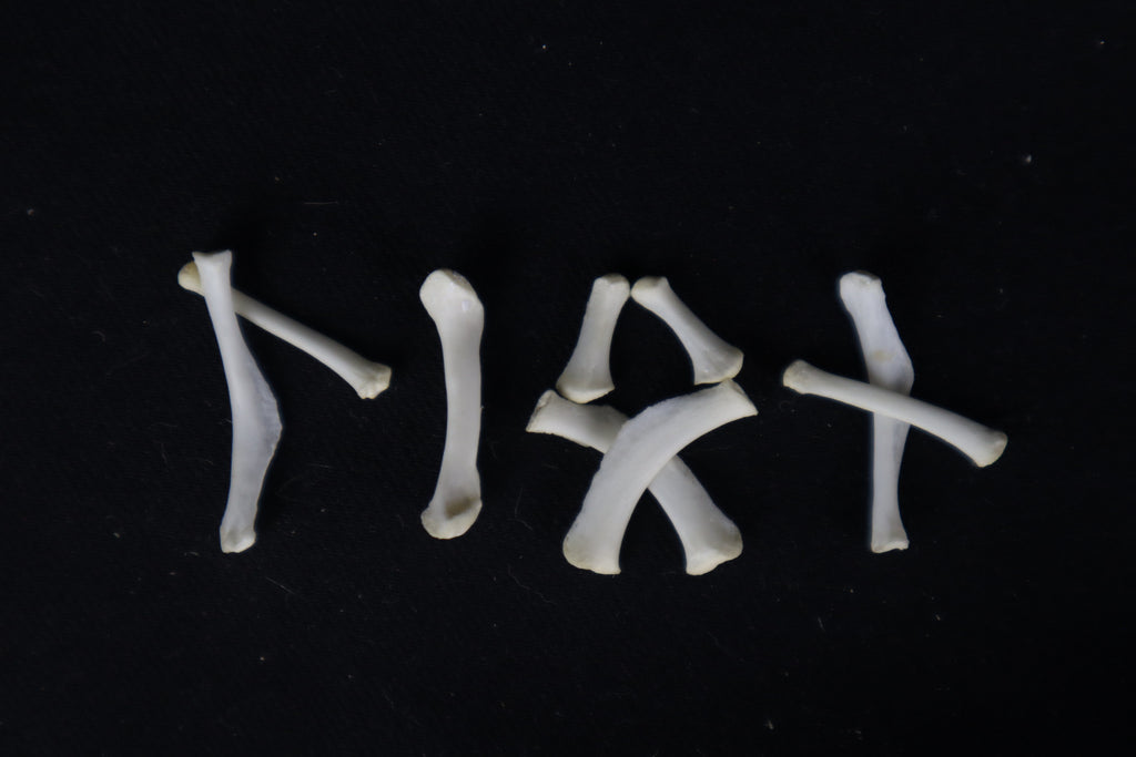 Mountain Lion Hyoids