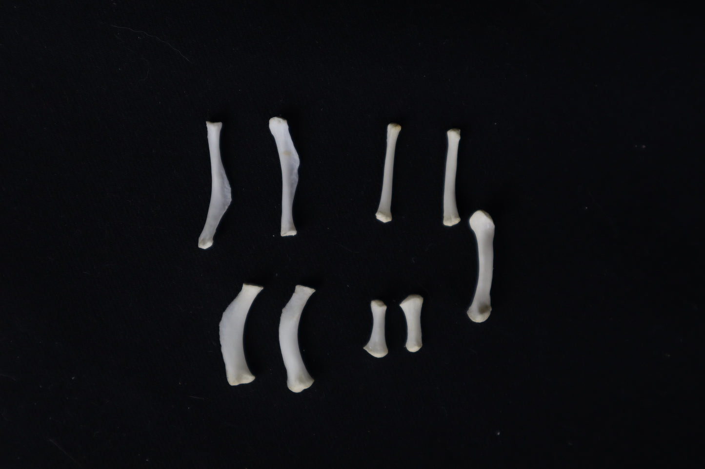 Mountain Lion Hyoids