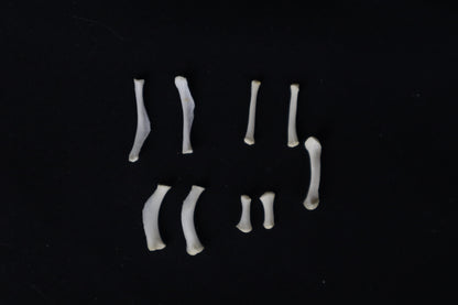 Mountain Lion Hyoids