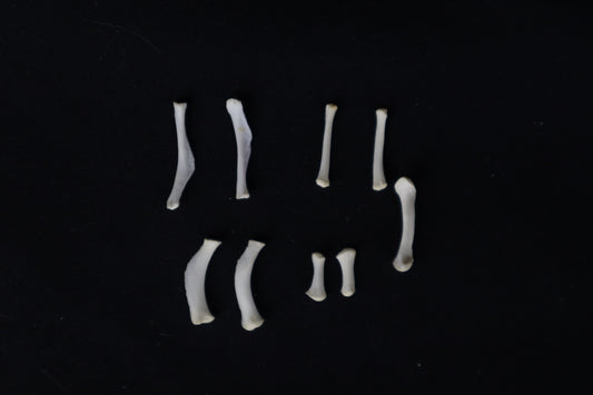 Mountain Lion Hyoids