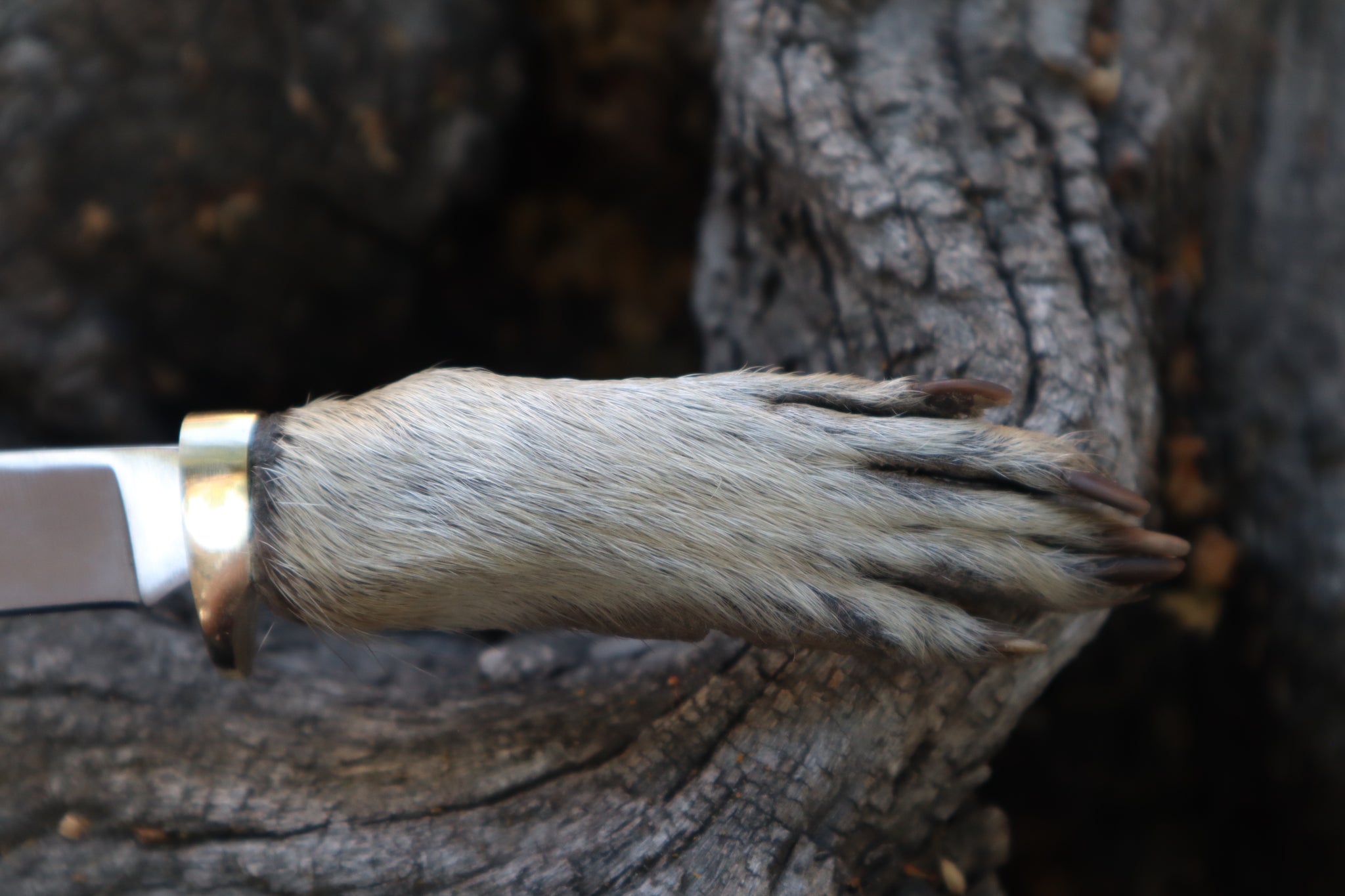 Raccoon Paw Knife