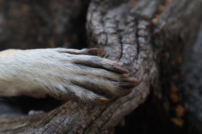 Raccoon Paw Knife
