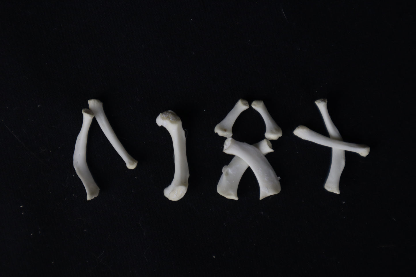 Mountain Lion Hyoids